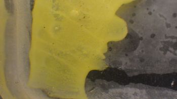 Media type: image;   Invertebrate Zoology 153113 Description: live specimen;